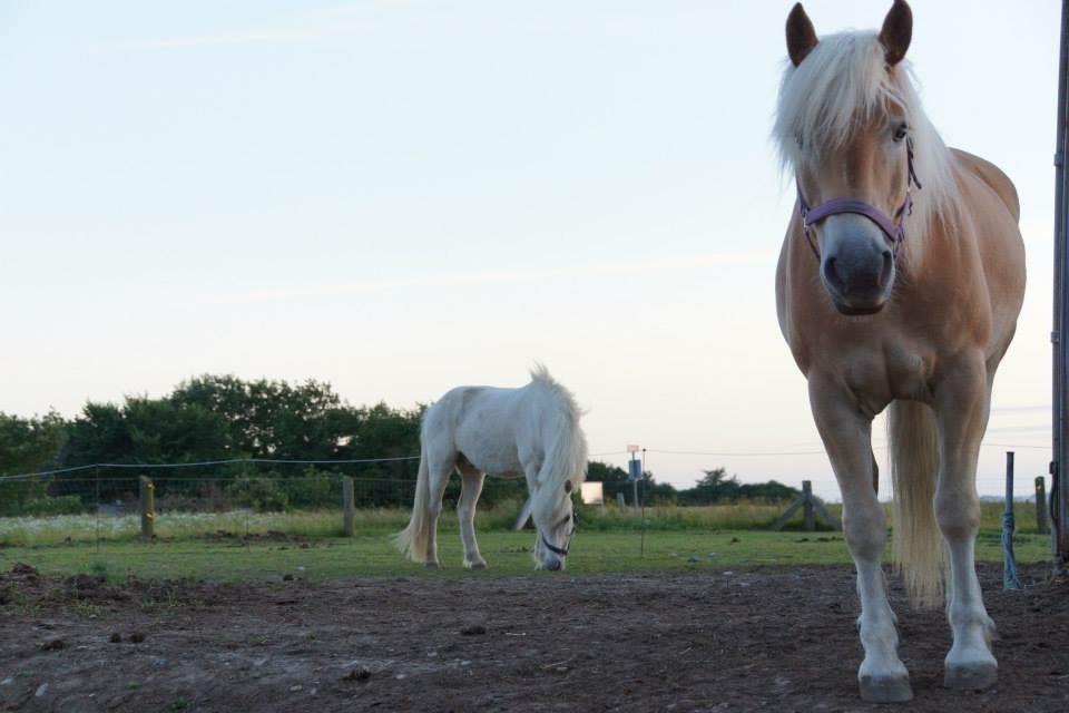 Haflinger Helena billede 19