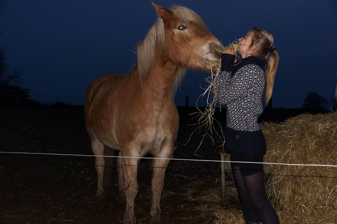 Haflinger Helena billede 18