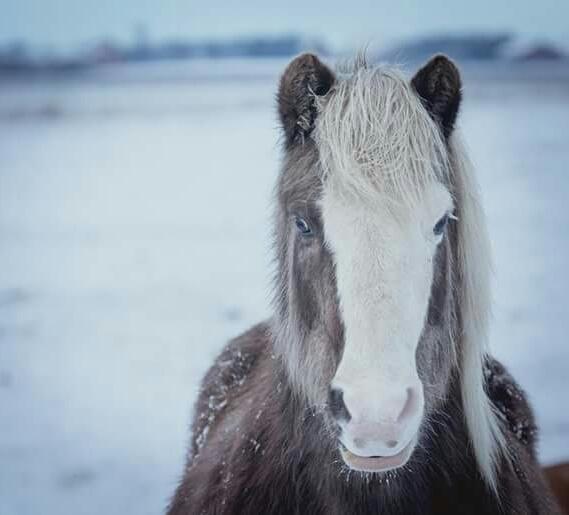 Islænder Bláfeldur frá Oddhóli - Bláfeldur 😍 billede 20