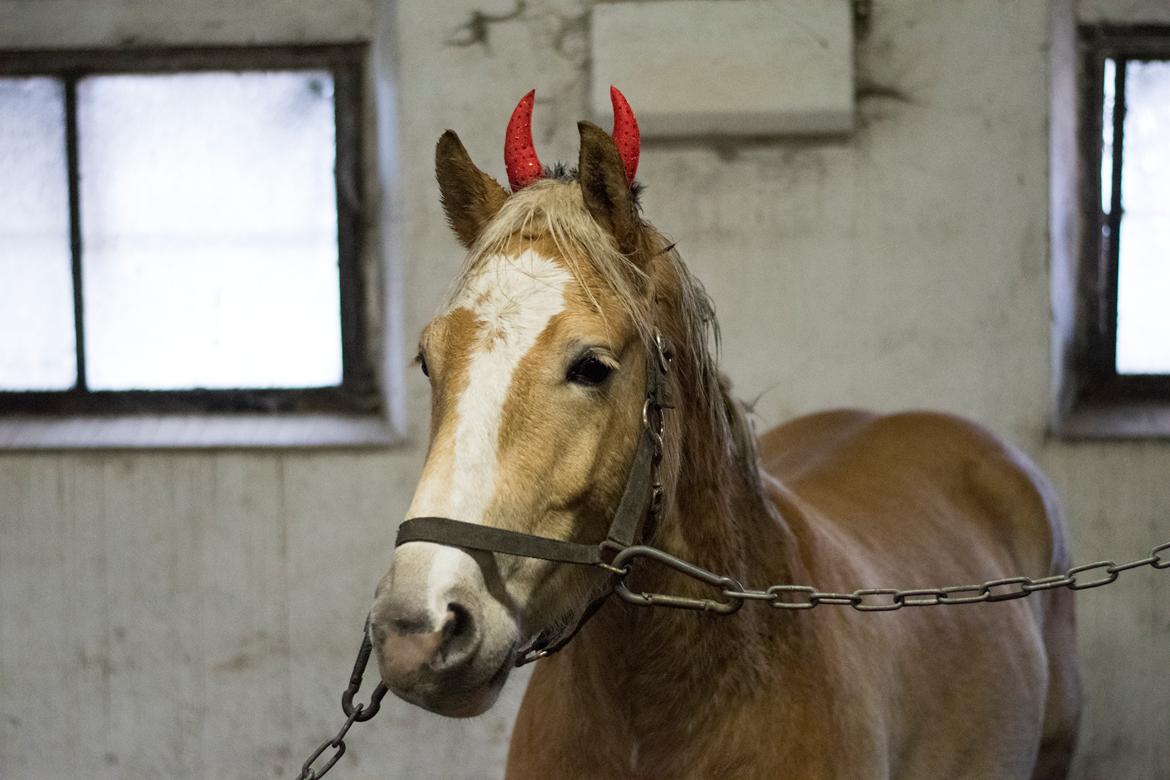 Haflinger Adobe billede 12