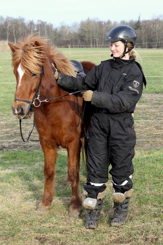 Islænder Glóblesa fra Stald Hovslag billede 18