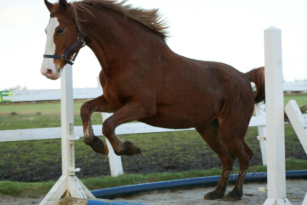 Frederiksborg Vestergårds merci billede 7