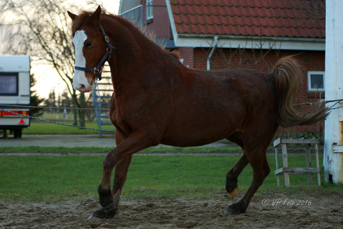 Frederiksborg Vestergårds merci billede 9
