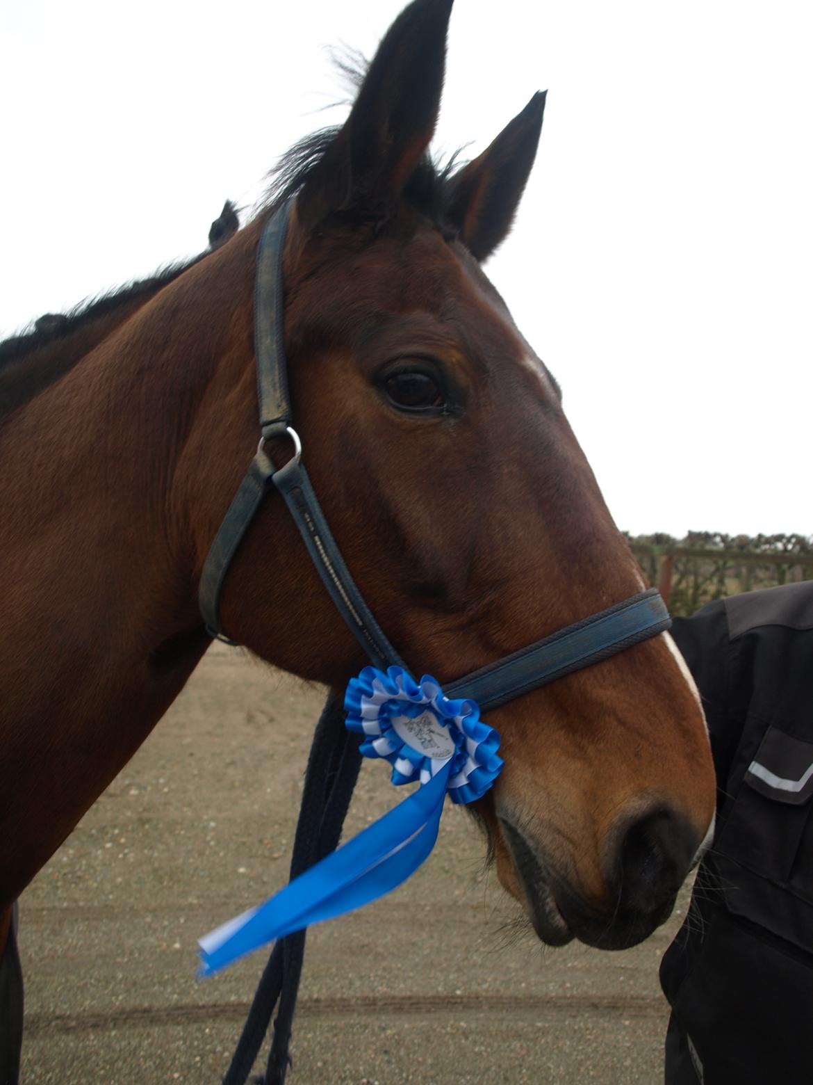 Traver Quiz - Første stævne nogensinde<3 billede 2