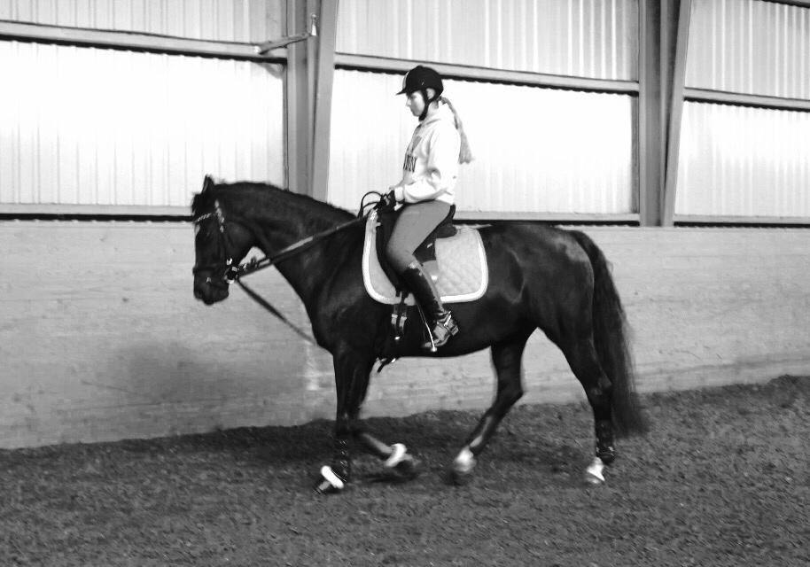 Dansk Varmblod Catalina billede 3