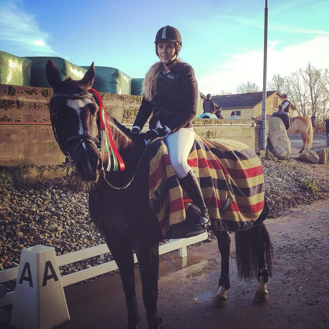 Dansk Varmblod Catalina billede 6