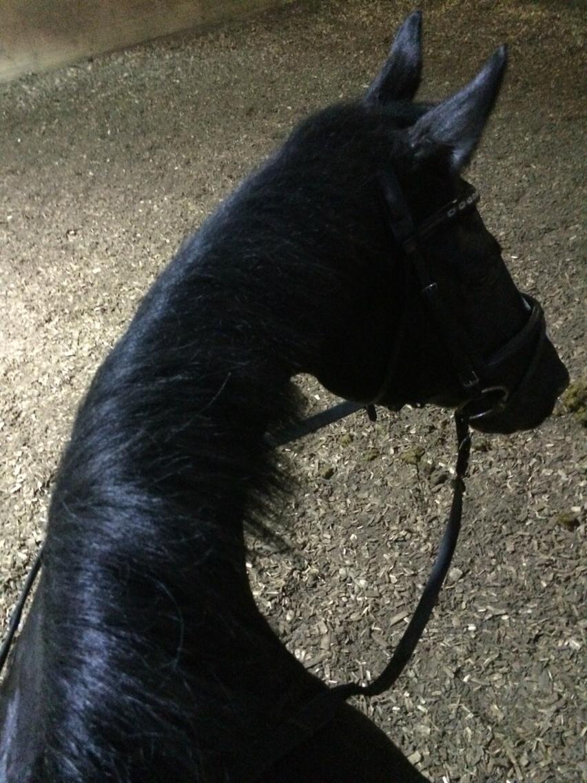 Dansk Varmblod Catalina billede 8