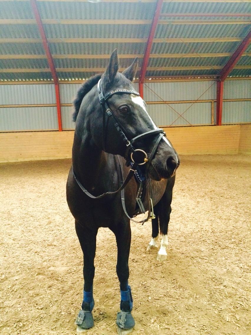 Dansk Varmblod Catalina billede 10