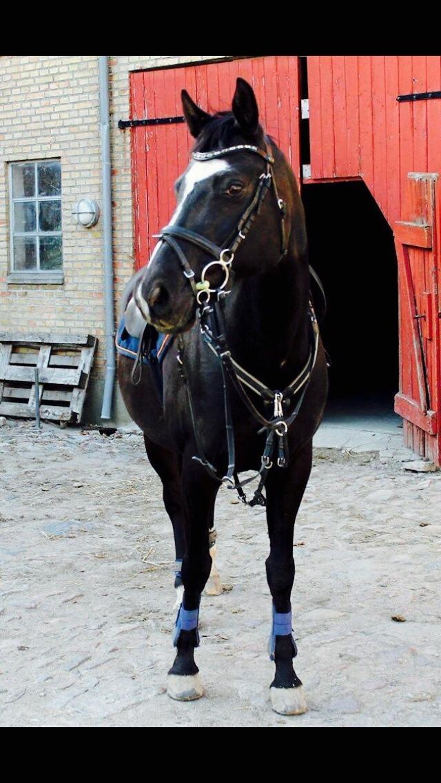 Dansk Varmblod Catalina billede 11