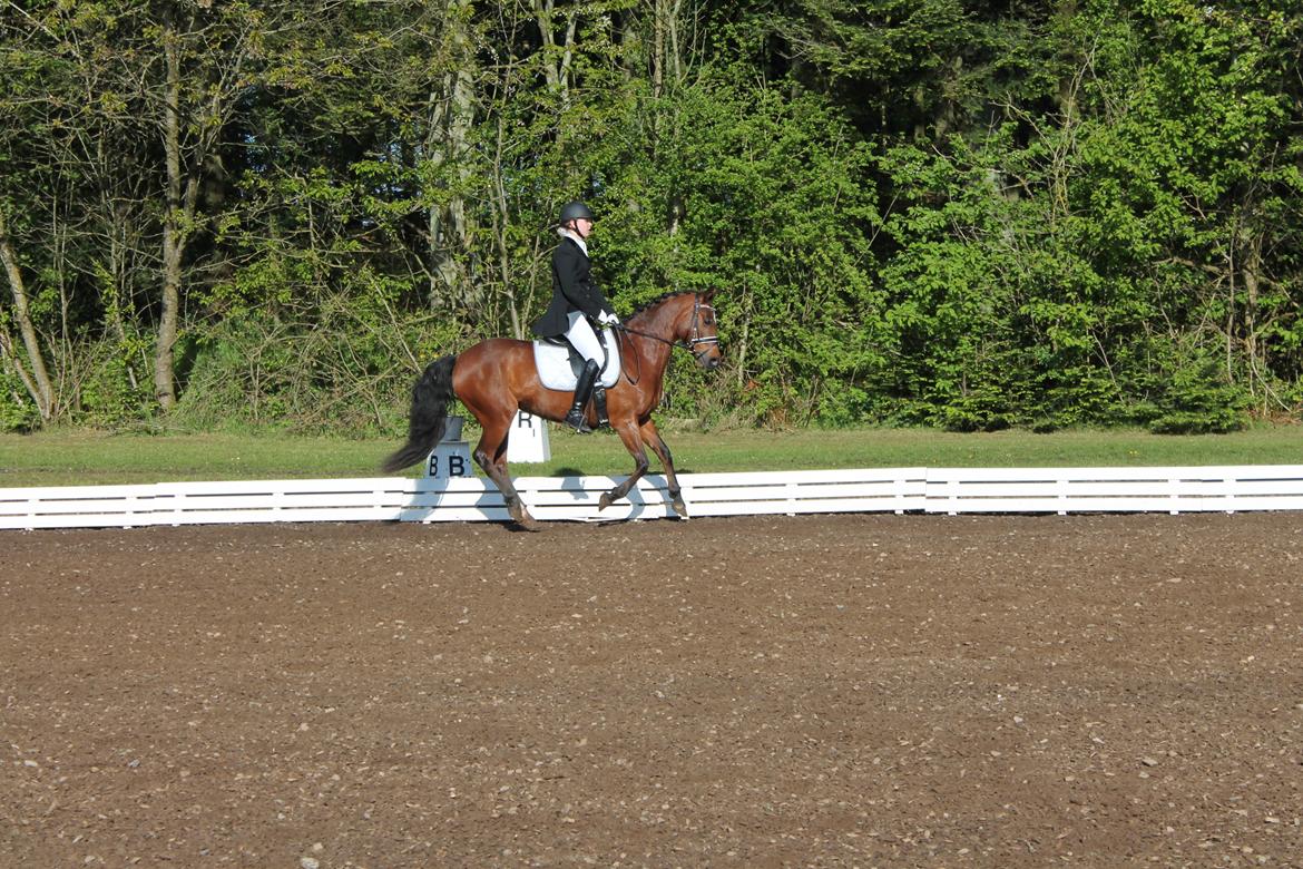 DSP Bæklunds Camikka billede 2