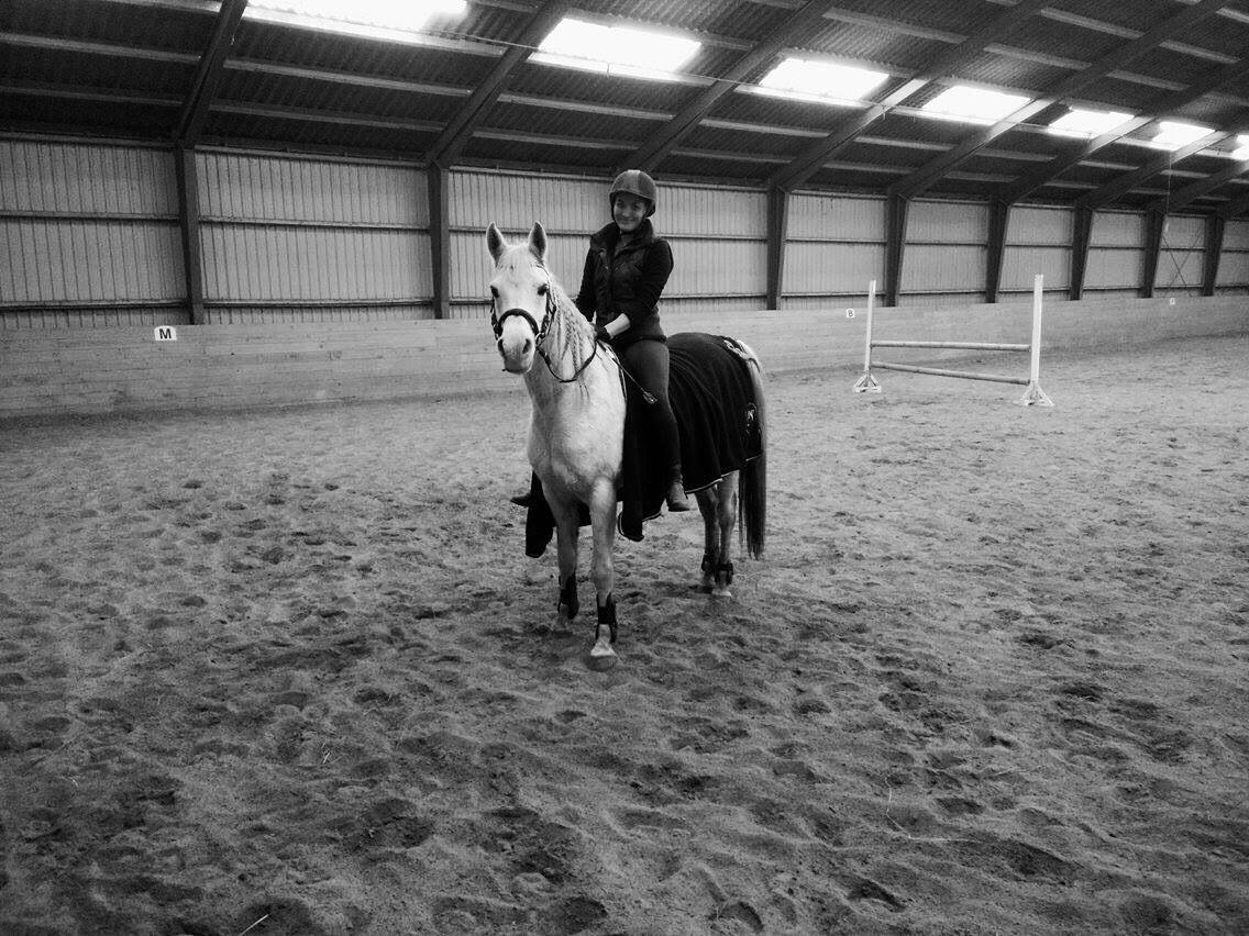 Arabisk fuldblod (OX) Ho-Cosmo billede 21