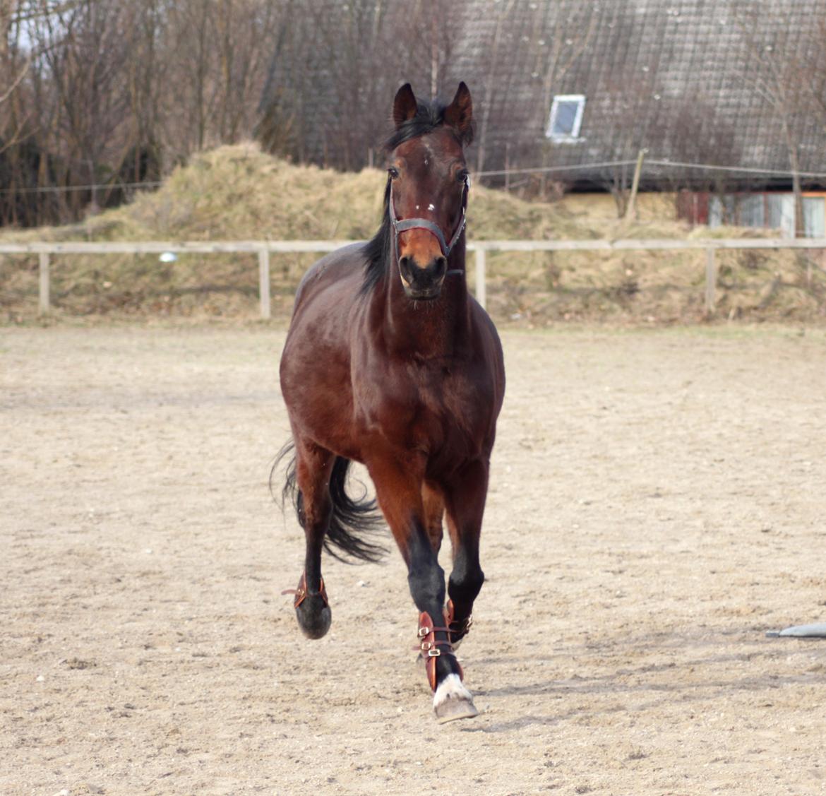 Traver Borlis Alf billede 18