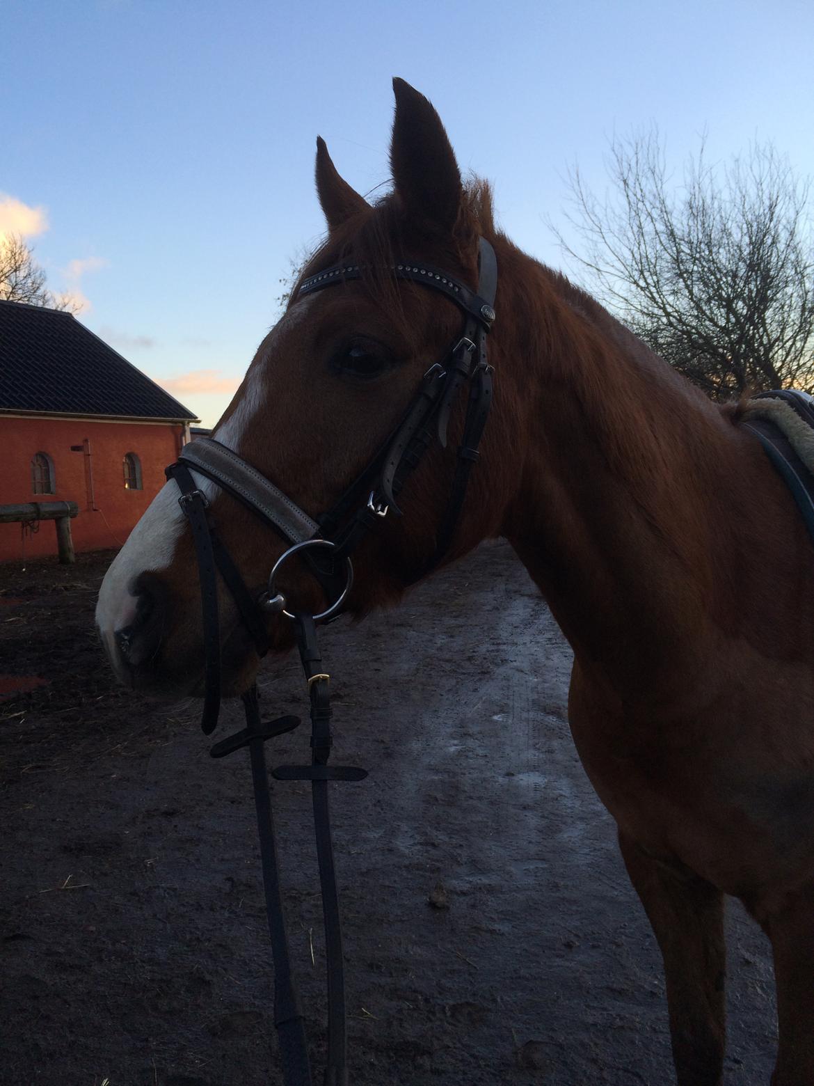 DSP hesselbjergs sunset billede 12