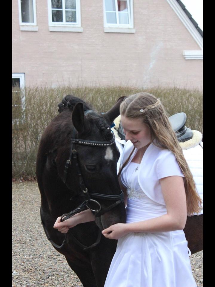 Pinto Galoply´s Marster billede 16