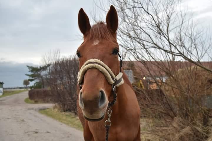 Dansk Varmblod Lorenz - Elmbo billede 6
