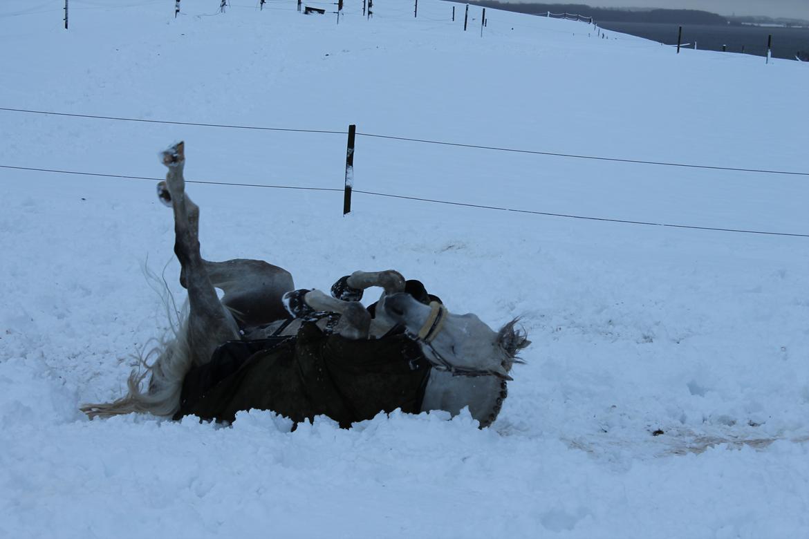 DSP Holmgaards dalí - Dali ruller sig i sneen billede 5