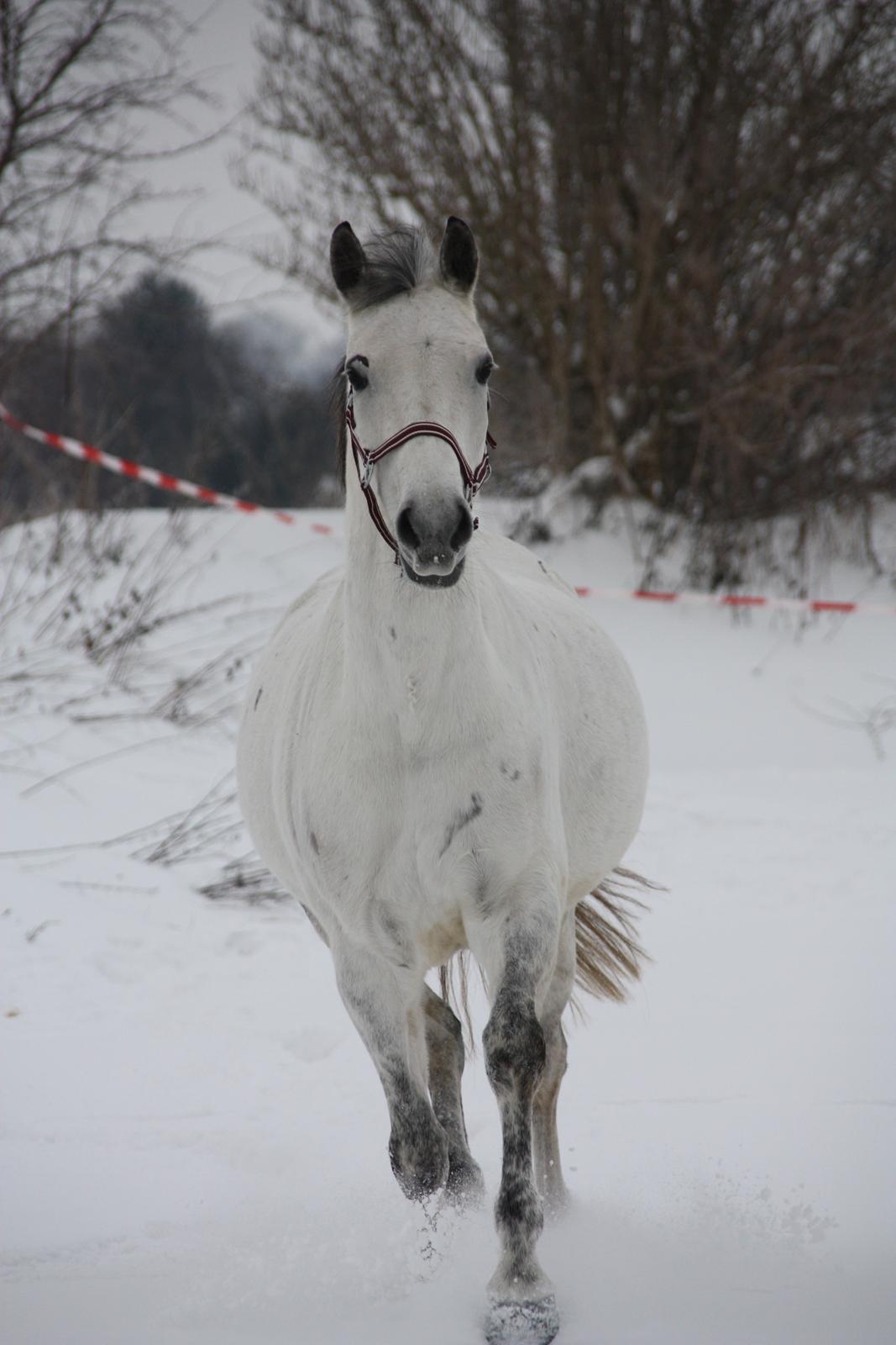 Trakehner Bint-Al-Hawa, (solgt 2011) billede 27