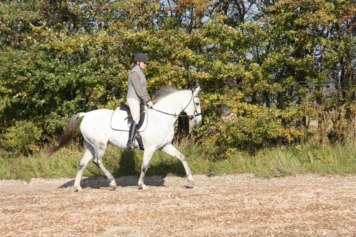 Trakehner Bint-Al-Hawa, (solgt 2011) billede 35
