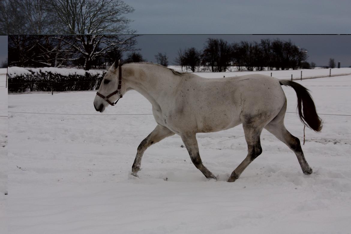Trakehner Bint-Al-Hawa, (solgt 2011) billede 36