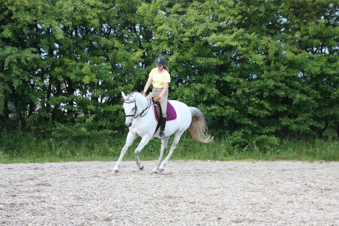 Trakehner Bint-Al-Hawa, (solgt 2011) billede 39