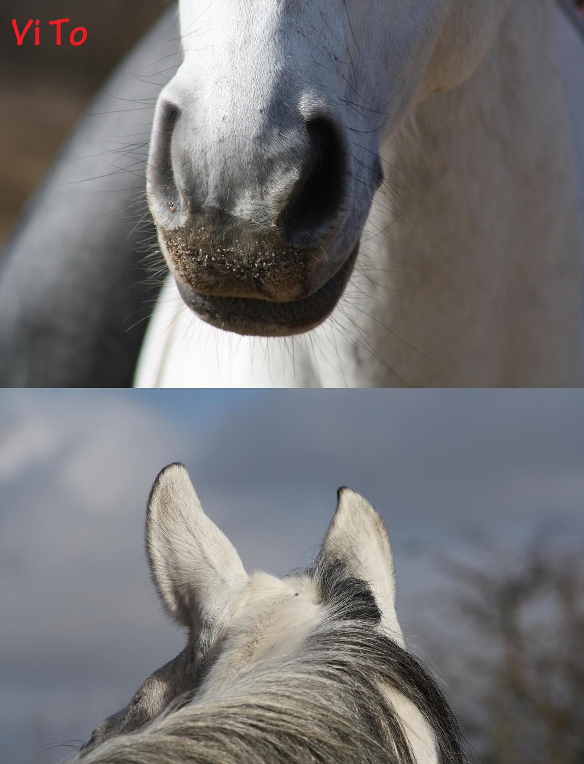 Trakehner Bint-Al-Hawa, (solgt 2011) billede 42