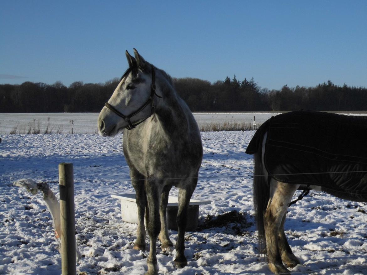 Anden særlig race Bønderskovgårds Arrina billede 1