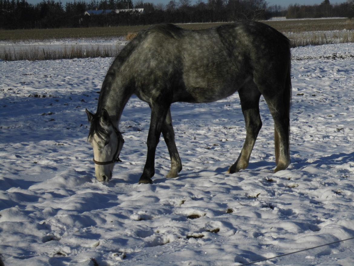 Anden særlig race Bønderskovgårds Arrina billede 16