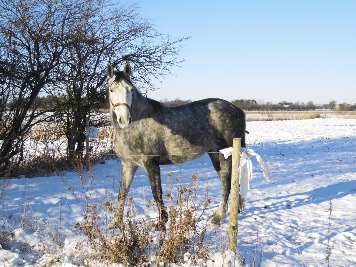 Anden særlig race Bønderskovgårds Arrina billede 20