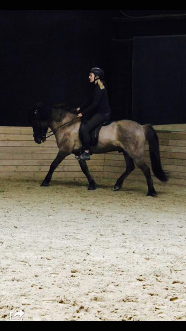 Islænder Skágur fra Vinkærgård billede 12