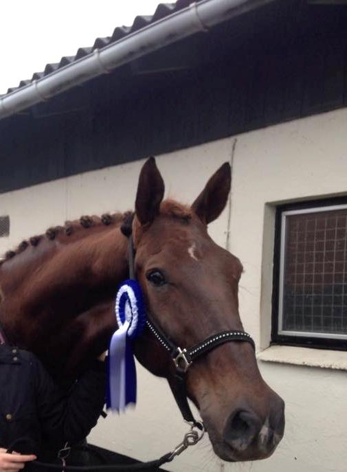 Dansk Varmblod Grønhøjgårds cosmo billede 6