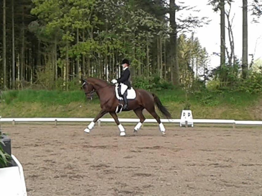 Dansk Varmblod Grønhøjgårds cosmo billede 13