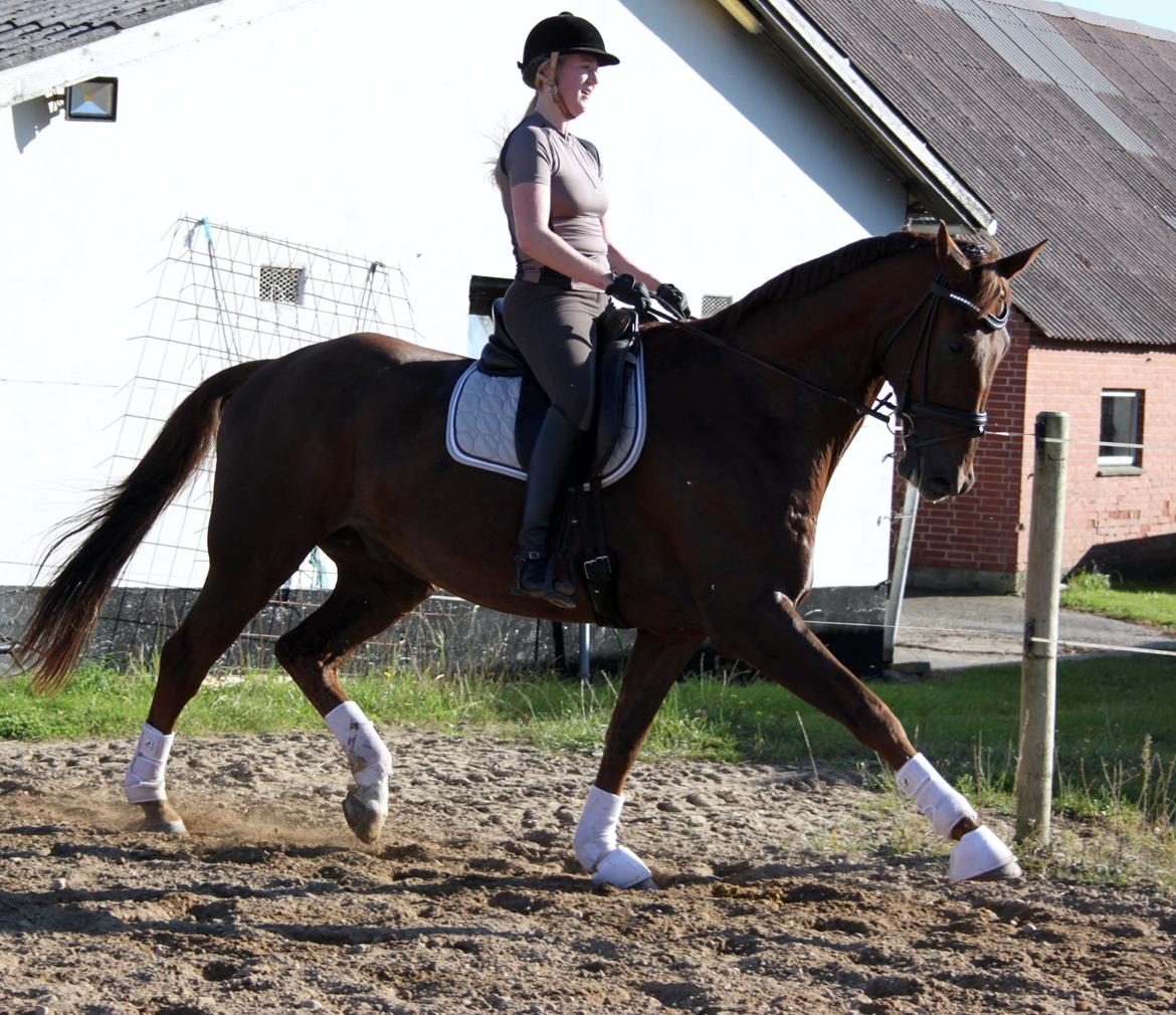 Dansk Varmblod Grønhøjgårds cosmo billede 2