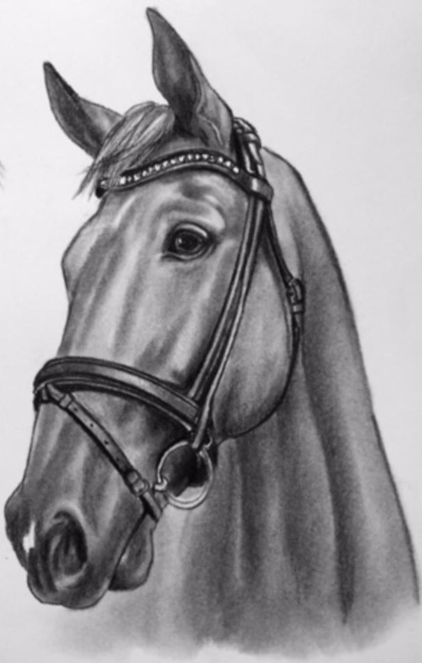 Dansk Varmblod Grønhøjgårds cosmo billede 1