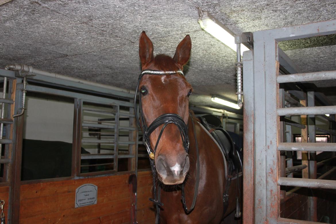 Dansk Varmblod Grønhøjgårds cosmo billede 18