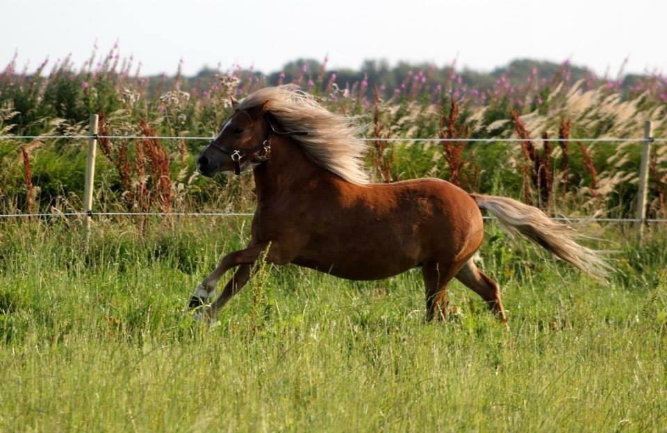 Shetlænder Svingelbro's Little Miss English Muffin billede 8