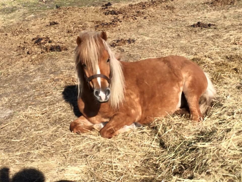 Shetlænder Svingelbro's Little Miss English Muffin billede 13