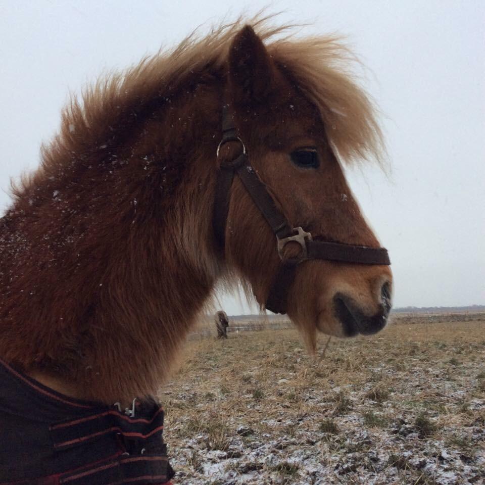 Shetlænder Svingelbro's Little Miss English Muffin billede 15