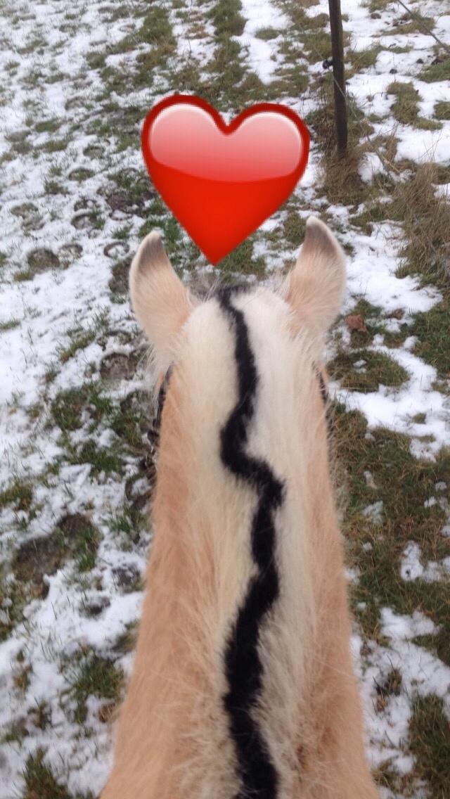 Fjordhest Østerskov's Wenke billede 8