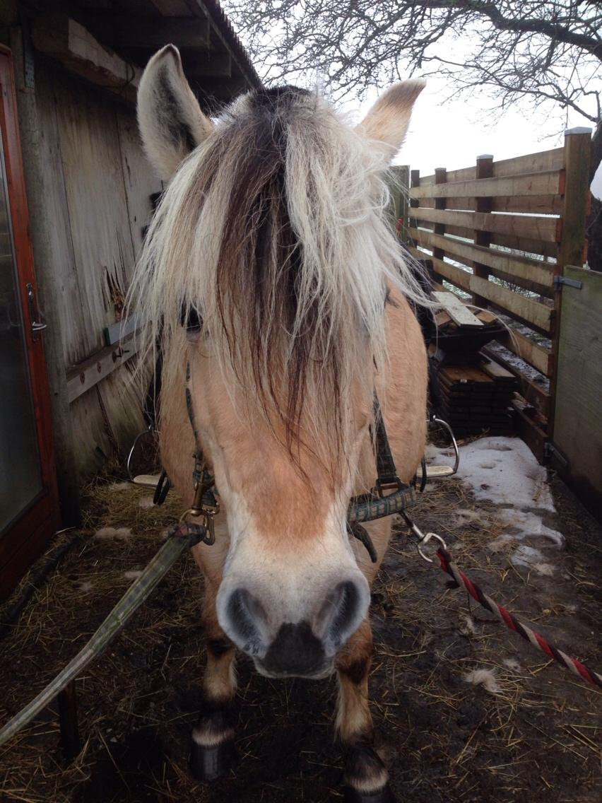 Fjordhest Østerskov's Wenke billede 1