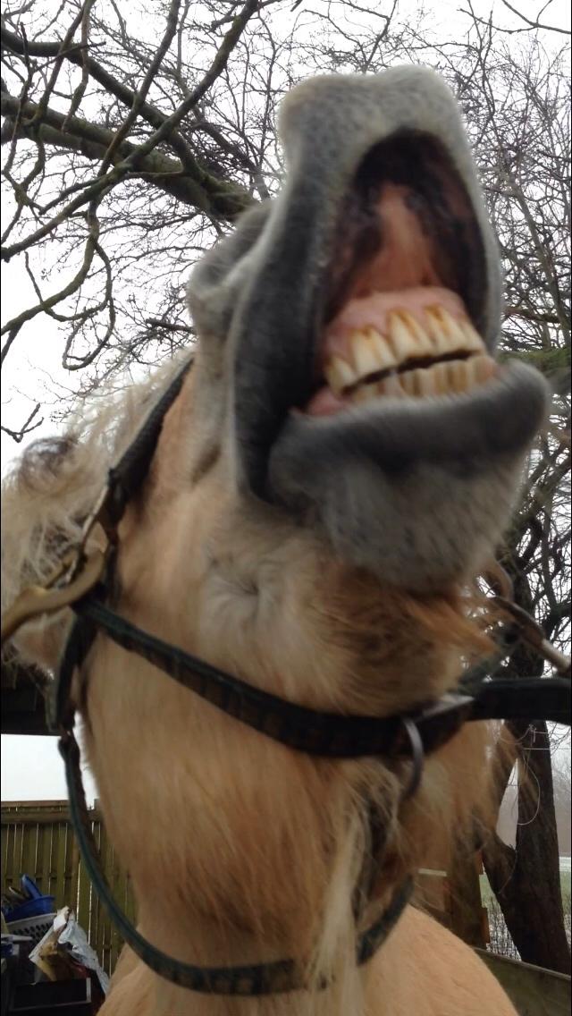 Fjordhest Østerskov's Wenke billede 3