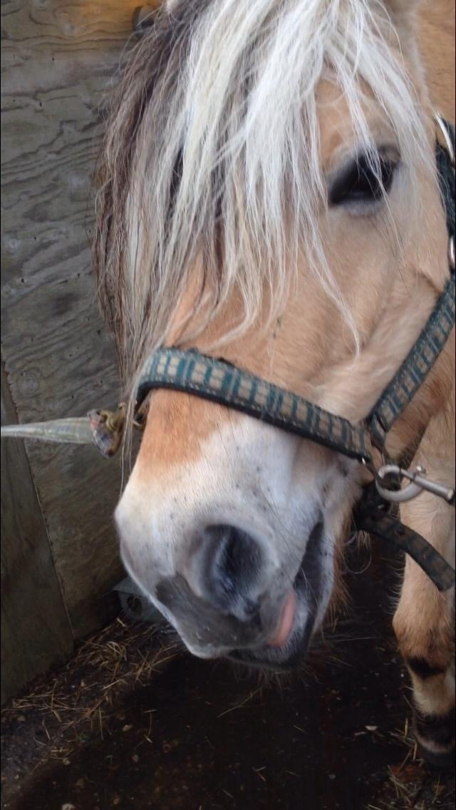 Fjordhest Østerskov's Wenke billede 11