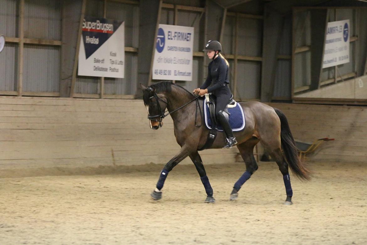 Dansk Varmblod Hellmers Cutie billede 4