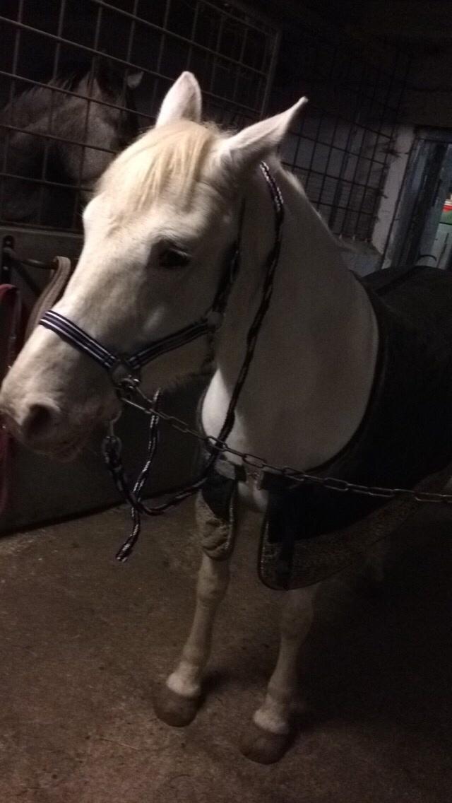 Knabstrupper Bøgelyens Dusty [tidligere hest] billede 29