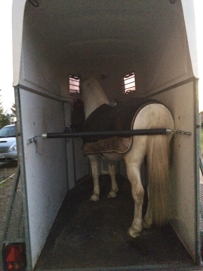 Knabstrupper Bøgelyens Dusty [tidligere hest] billede 32