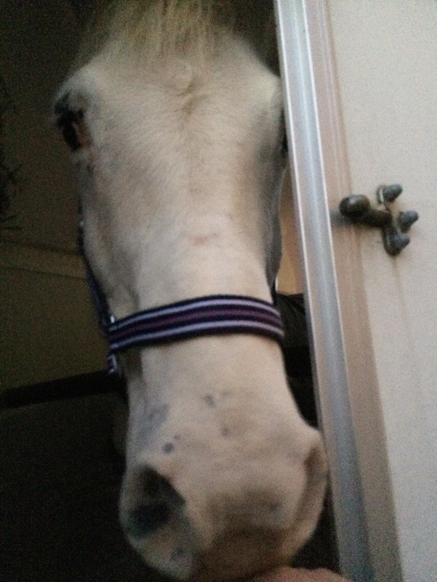 Knabstrupper Bøgelyens Dusty [tidligere hest] billede 33