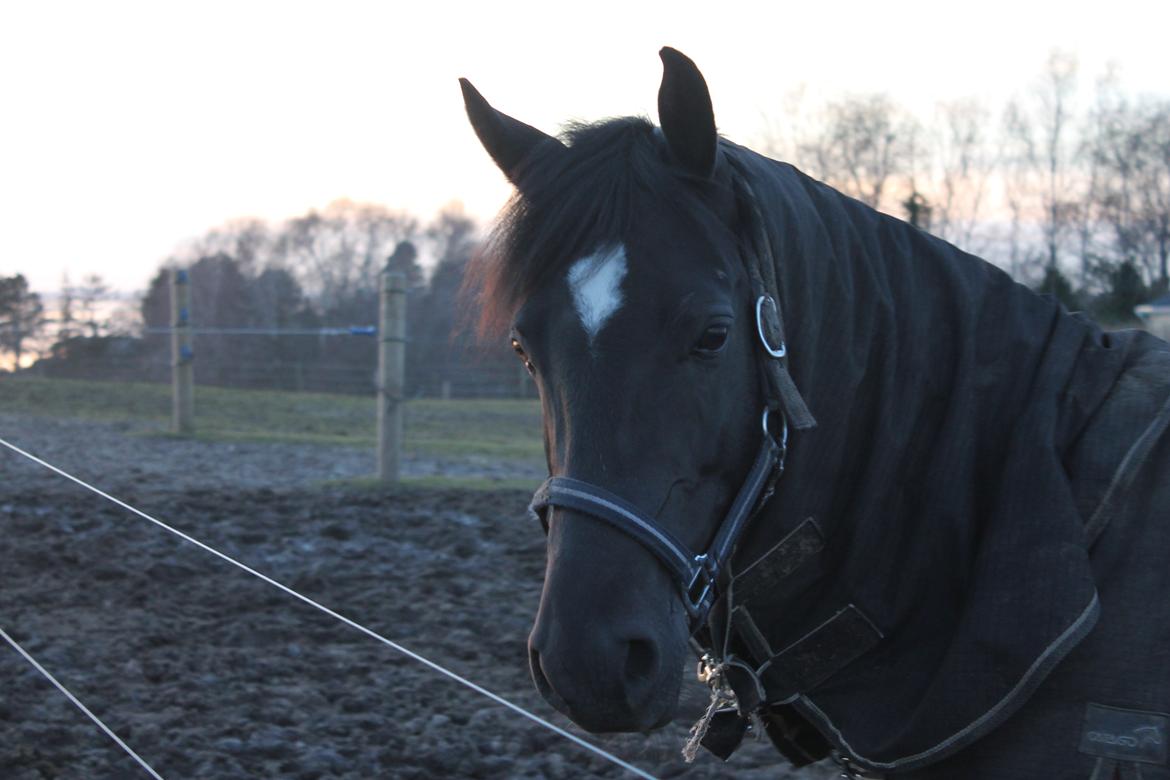 DSP Black pearl højgård billede 1