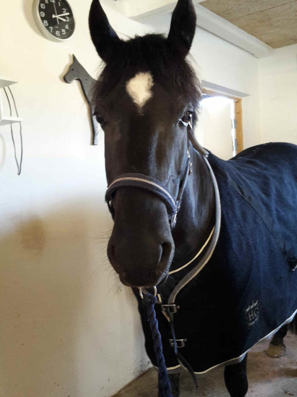 DSP Black pearl højgård billede 3