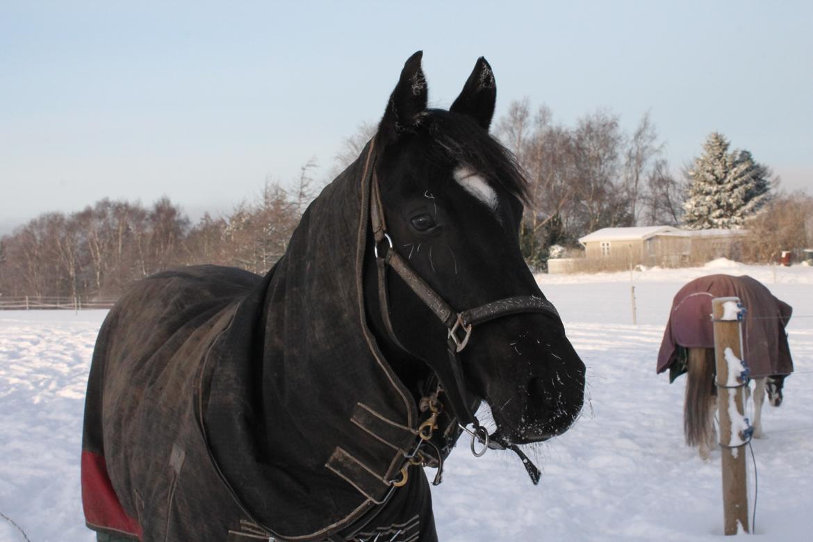 DSP Black pearl højgård billede 7