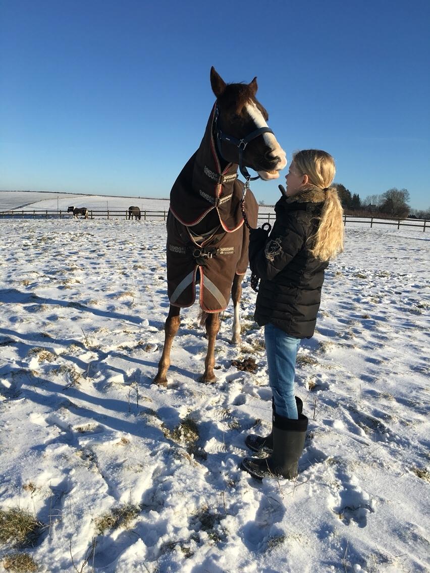 Hollandsk Sportspony Narco Van De Beekerheide billede 2