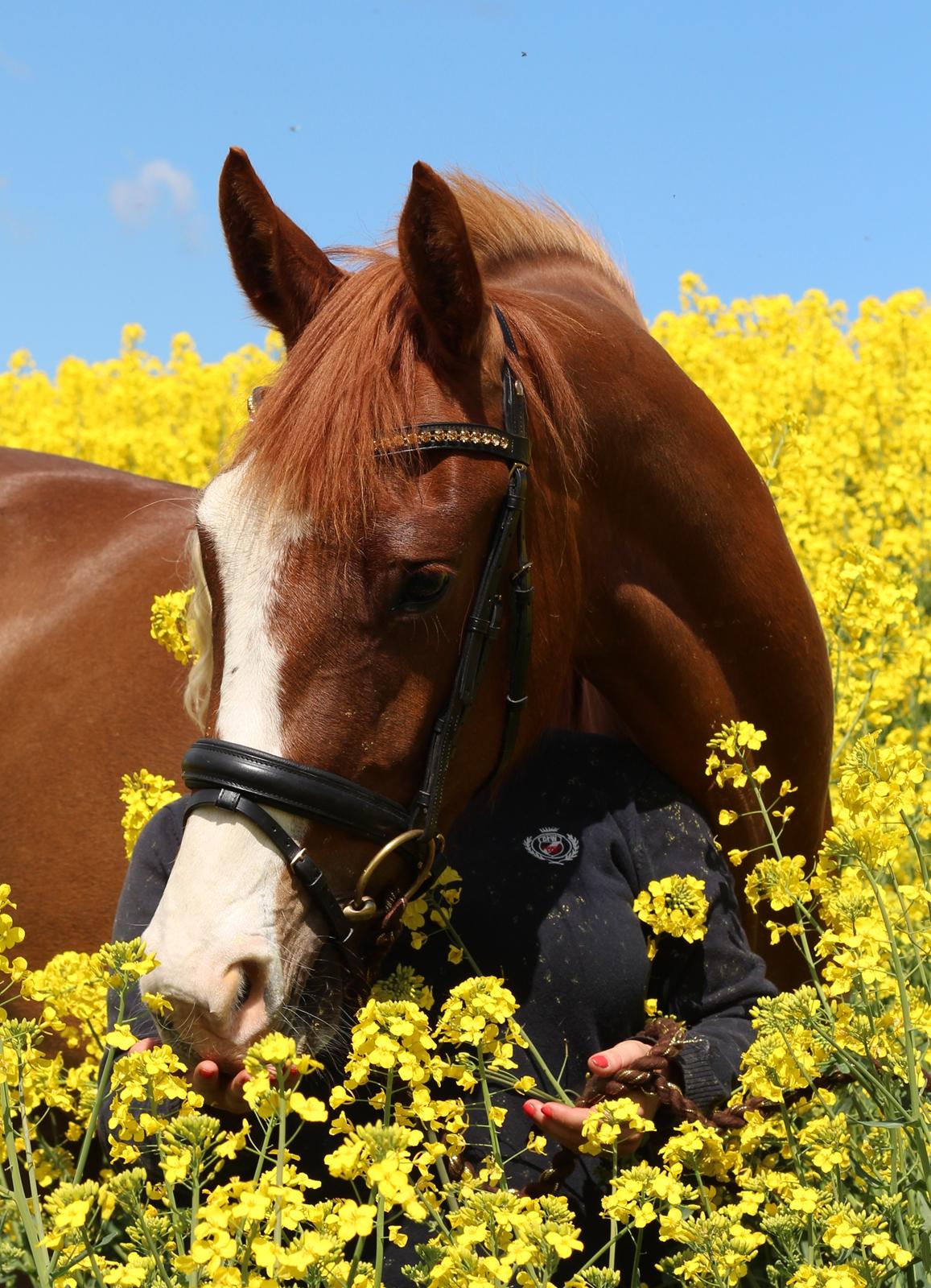 Dansk Varmblod Olymbrio´s Empire State Of Mind - Rapsmark 2015 Foto: C.Ø.N photo billede 20